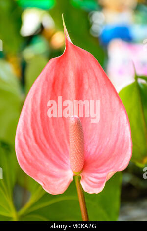 closeup photo of bud of anthurian Stock Photo