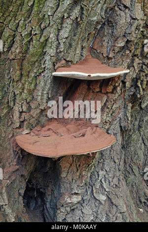 two specimen of artist's bracket mushroom grown on the trunk of an old poplar Stock Photo