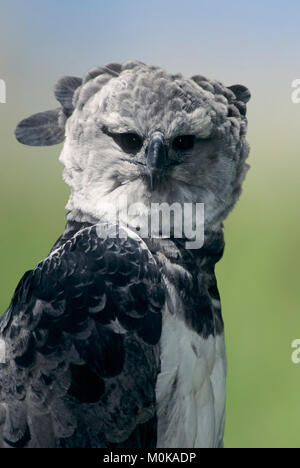 Harpy Eagle (Harpia harpyja) | Harpyie (Harpia harpyja) Stock Photo