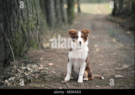 Australian Shepherd Puppy Sitting On Forest Way, Shallow Depth Of Field. Stock Photo