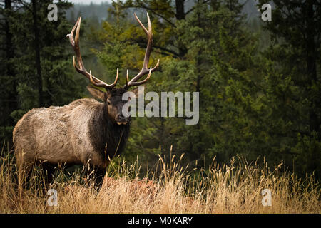 A bull Moose (alces alces) with antlers in Jasper National Park; Alberta, Canada Stock Photo