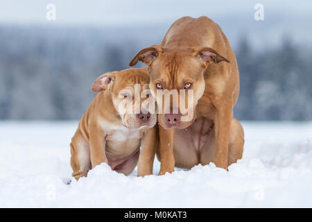 Working Pit Bulldogs in the snow Stock Photo