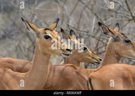 Impalas (Aepyceros melampus) in Kruger National Park, South Africa Stock Photo