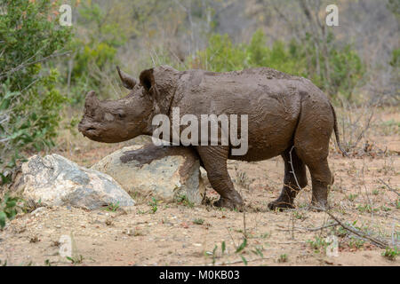 Baby white rhinoceros (Ceratotherium simum) covered in mud following a mud bath in Kruger National Park, South Africa Stock Photo
