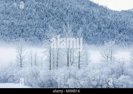 Hoar frost covers birch trees in a wintery landscape with a hillside of evergreen trees in the background, Seward Highway, South-central Alaska Stock Photo