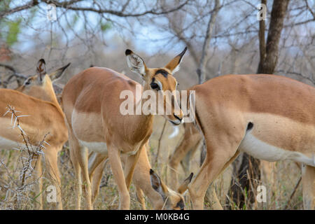 Impalas (Aepyceros melampus) in Kruger National Park, South Africa Stock Photo