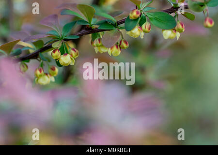 Berberis Ilicifolia. Branch of a blossoming barberry . yellow flowers (barberries) on bush. bee on a flower Stock Photo