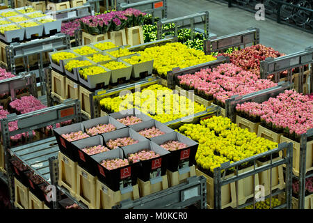 Boxes of flowers ready for shipment in a warehouse, Royal FloraHolland, Aaalsmeer, Netherlands Stock Photo