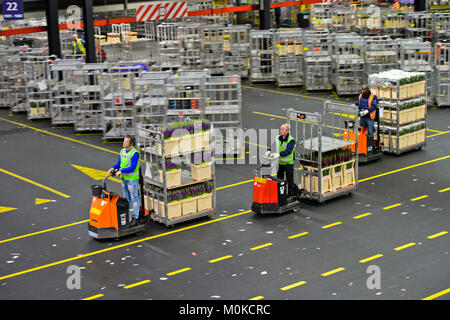 Mini-trucks hauling wagons with boxes of plants and flowers ready for shipment in a warehouse, Royal FloraHolland, Aaalsmeer, Netherlands Stock Photo