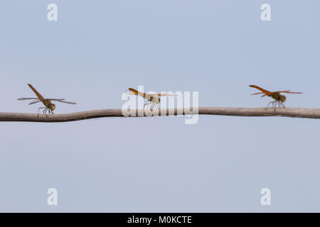 Three dragonflies resting on a tree branch, Tonle Sap; Siem Reap, Cambodia Stock Photo