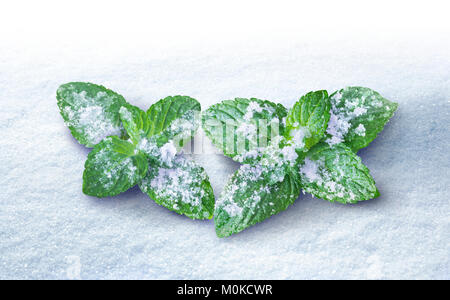 Peppermint leaves dusted with snow and lying on a surface of snow Stock Photo