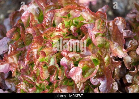 Field of Red and Green Frisee lettuce growing in rows Stock Photo