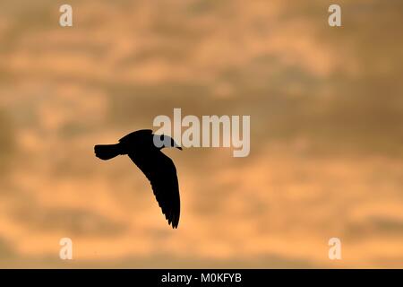 Black-headed Gull (Larus ridibundus) flying on sunset. Natural sunset red sky background, Stock Photo