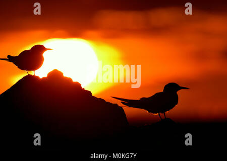 Silhouette of Common Terns (sterna hirundo) on red sunset background . summer season Stock Photo