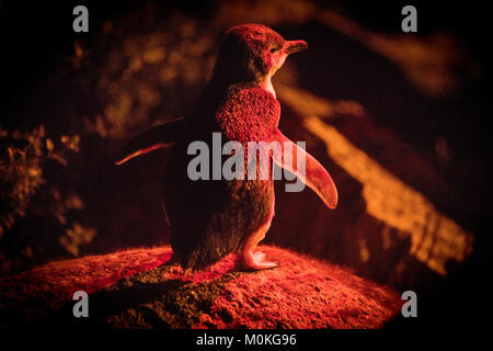 Nighttime image of ' Little Penguins ' or ' Fairy Penguins ' as they emerge from the sea and travel to their nests on a rocky shore for the night. Stock Photo