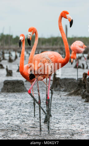 American Flamingos or Caribbean flamingos ( Phoenicopterus ruber ruber). Colony of Great Flamingo the on nests. Rio Maximo, Camaguey, Cuba. Stock Photo