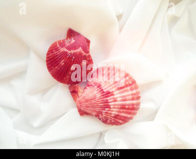 different shaped seashells on white cloth Stock Photo