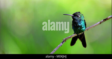 Cuban Emerald Hummingbird (Chlorostilbon ricordii), Cienaga de Zapata, Cuba Stock Photo