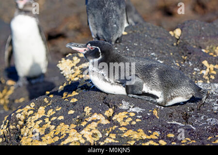 Galapagos Penguin resting on the shore of Bartolome Island in the Galapagos Stock Photo