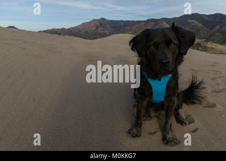 Dogs are allowed in the Great Sand Dunes National Park, in Colorado. Stock Photo