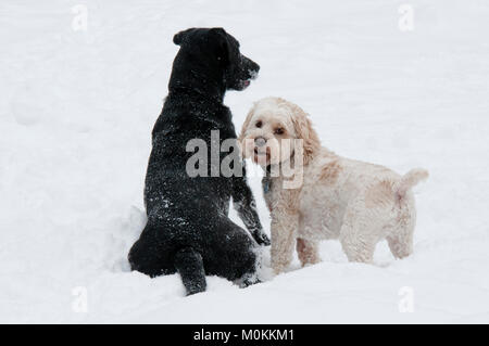 Black Lab and Cockapoo playing in snow Stock Photo