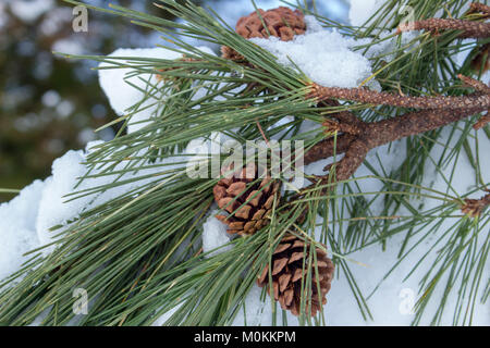 23 Jan 2018, Japan,  Japanese Red Pine Tree Branch with leaves and cones (Conifer Cone) covered in the morning on snowy day. Stock Photo