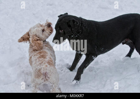 Black Labrador retriever and Cockapoo playfighting in the snow Stock Photo