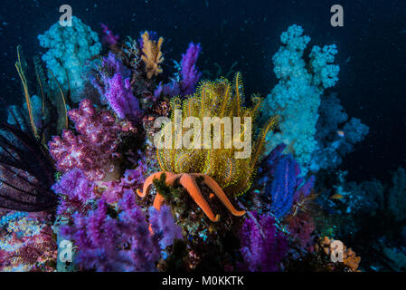 Yellow hawkfish (Cirrhitichthys aureus) on the purple color gorgonian. Stock Photo