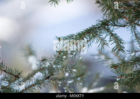 23 January 2018  Leaves of Norway Spruce (Picea abies) covered with snow and water drop Stock Photo