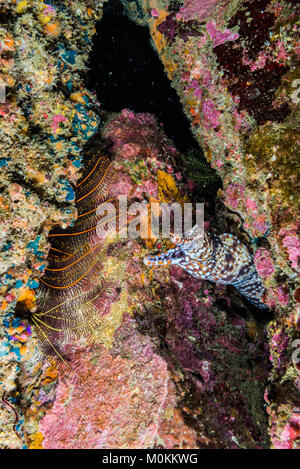 Leopard moray eel ( Enchelycore pardalis  Temminck & Schlegel, 1846) shows its fang Stock Photo
