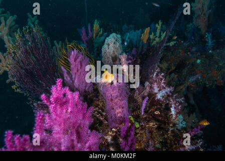 Yellow hawkfish (Cirrhitichthys aureus) on the purple color gorgonian. Stock Photo