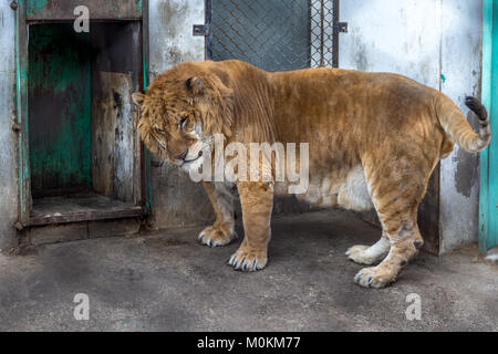 A Liger in the Siberian Tiger Park, Harbin, China. The Liger is the hybrid of a male lion and a female tiger, and there is only a 0.1 per cent chance  Stock Photo