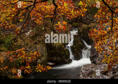 Branches and leaves in autumn colours by rocks and waterfall at Betws-y-Coed, North Wales Stock Photo