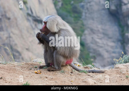 Baboons in The Mountains of South West Arabia, on a Cloudy Day Stock Photo