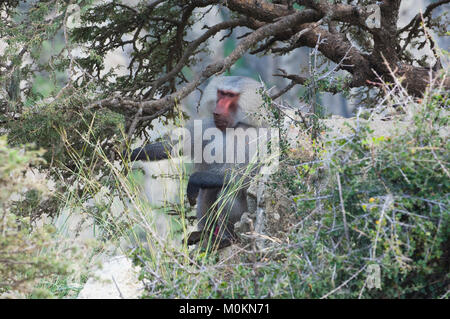 Baboons in The Mountains of South West Arabia, on a Cloudy Day Stock Photo