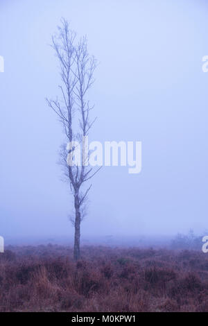 A foggy start on Wilverley Plain in the New Forest National Park. Stock Photo