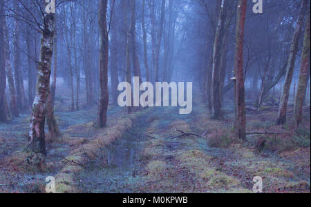 A foggy start on Wilverley Plain in the New Forest National Park. Stock Photo