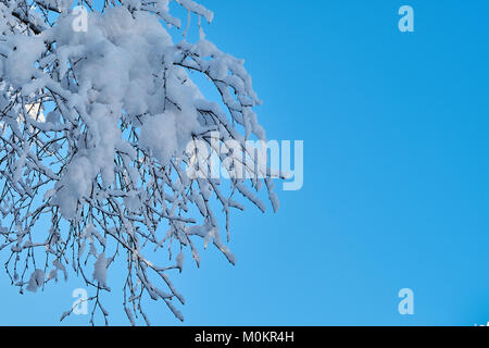 Tree branches bending under the weight of snow Stock Photo