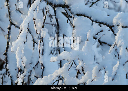 Tree branches bending under the weight of snow Stock Photo