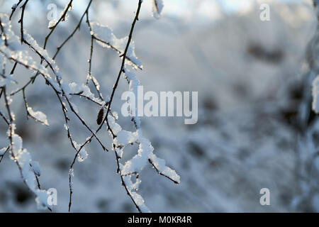 Tree branches bending under the weight of snow Stock Photo