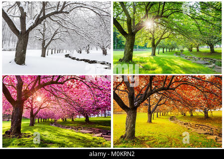 Four seasons with japanese cherry trees in Hurd Park, Dover, New Jersey Stock Photo