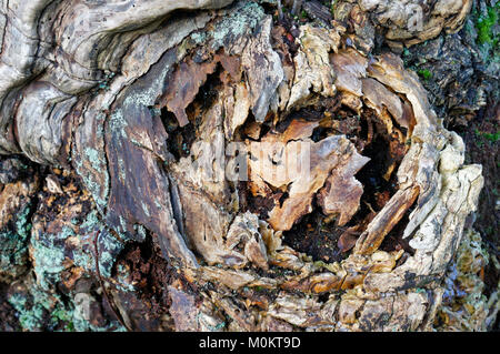 Close-up of natural patterns in a rotting tree trunk, Vancouver, BC, Canada Stock Photo