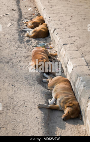 Street dogs sleeping in road gutter in Kathmandu, Nepal Stock Photo