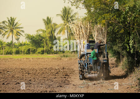 Machine sugar cane in tropical climate. Stock Photo