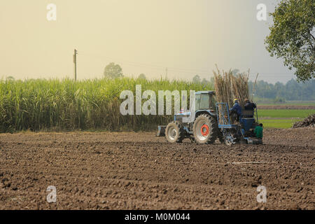 Machine sugar cane in tropical climate. Stock Photo