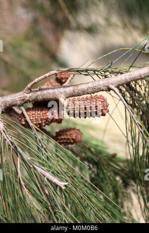 Casuarina equisetifolia or known as Australian pine with seeds Stock Photo