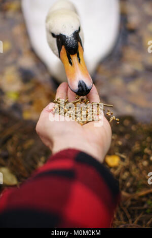 Man wearing a checked plaid coat feeding a swan with his left hand. Stock Photo