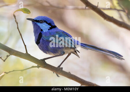 A male Splendid Fairy-wren (Malurus splendens) near Lake Joondalup, Yellagonga Regional Park, Perth, Western Australia Stock Photo