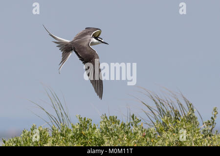 A Bridled Tern in flight over Penguin Island, offshore from Rockingham, Western Australia Stock Photo