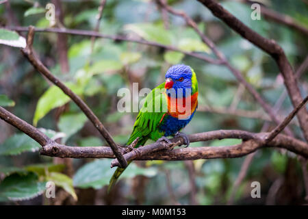 Colorful Rainbow Lorikeet Parrot sitting in Branch, Australia Stock Photo